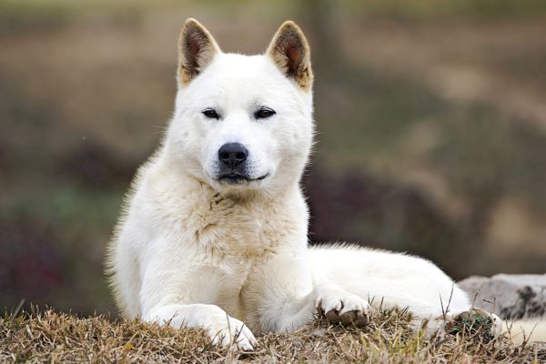korejsky-jindo-panakei